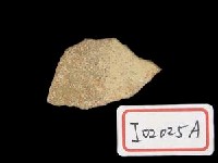 藏品(古紅龍化石)的圖片